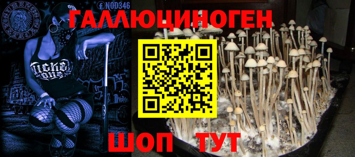 Краснодар  Галлюциногенные грибы GOLDEN TEACHER  Вход с VPN 